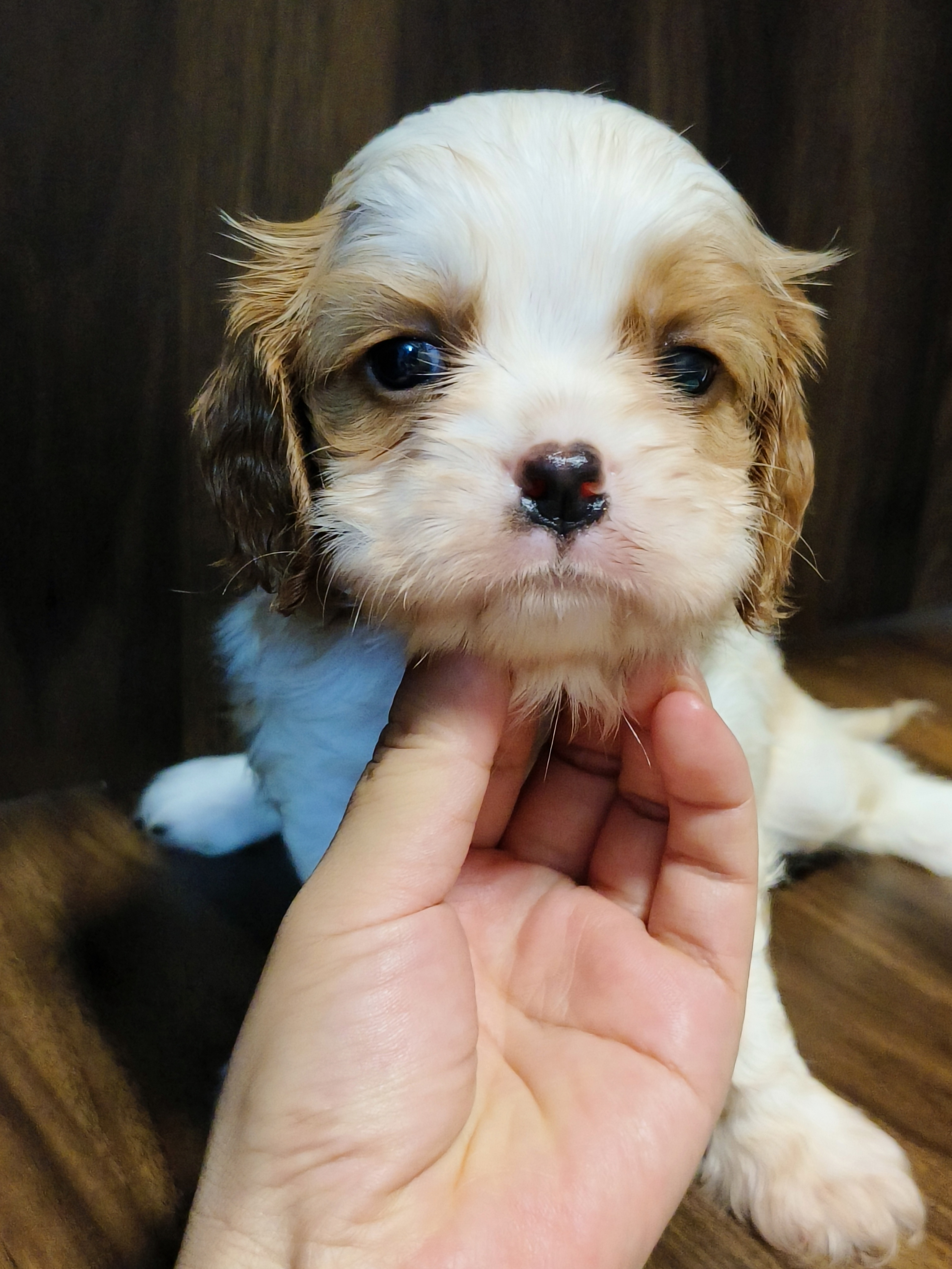 骑士查理王小猎犬，三只公崽，疫苗两针